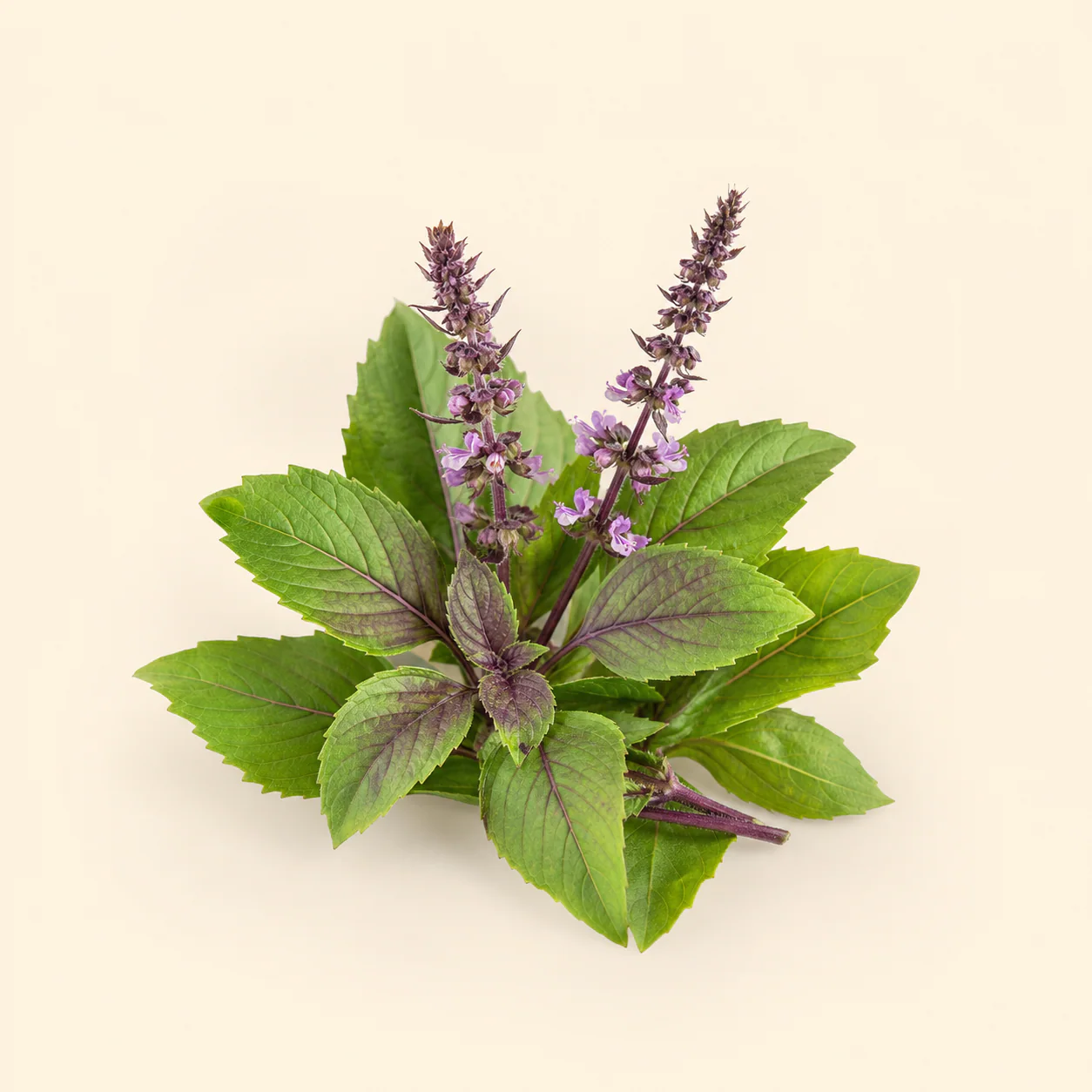 Tulsi